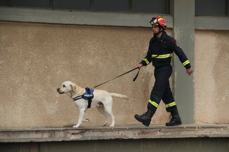 Focinho em Ação: O Papel Insubstituível dos Cães de Busca e Resgate nas Emergências Brasileiras